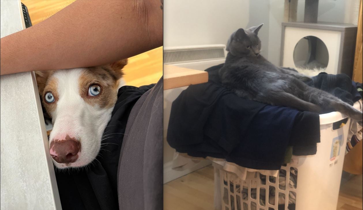 A picture of a dog on looking up at its owner while they are at the computer and a cat that is sitting on top of a laundry bin